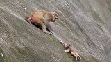 可怜的小猴惨遭母猴暴打，最后奄奄一息，镜头记录残忍一幕