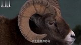 世界上最嚣张的鸟，抢鳄鱼的食物，还敢骑着鳄鱼