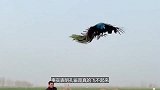 事实表明孔雀是真的飞不起来