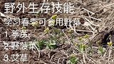 野外生存技能，可食用野菜：葶苈、野菠菜、艾草