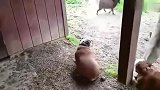 斗牛犬除了斗牛，竟连山羊都敢惹，这下糗大了吧