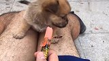 小狗都喜欢吃泡面香肠