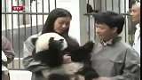 星奇8-20110825-张译抱熊猫被咬.阿牛胆小不敢靠近