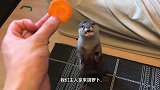 主人给水獭喂东西吃，水獭表情亮了，镜头记录全过程