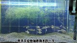 小原生缸的黑毛藻处理完毕，石块开始归位，还有那块奇石