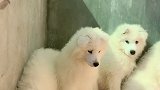 我们今天刚满3个月啦 看着你们长大 一个个都胖乎乎的   真好  姥姥在辛苦也值得❤️