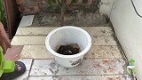 芒果树现削，插土豆里，浇上水，会发生什么？
