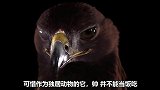 猛禽排行榜第三位的金雕，你觉得杨过的雕是这货吗