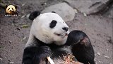 高清镜头下的熊猫白云，吃东西的样子实在太可爱了