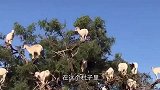 树上的羊“张灯结彩”的挂着，为了博人眼球，还是另有其他原因！