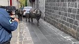 摄影师对着牛拍照，牛吓得拔腿就跑