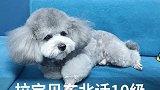 拉宝的东北话得有十级