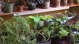 女子在自己的公寓 种了500棵植物 有虫子没？