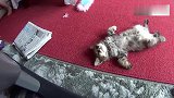 你们家的小奶猫是怎么睡觉的看见这睡姿！