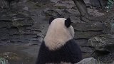 熊猫：嘘，让我静静的享受，安逸的泡泡澡好嘛！