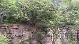 后背村门前仙境——闻琴台