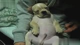 搞笑动物！萌翻了，狗狗睡着了