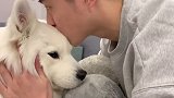 有时候也不能全怪狗 也是有人为因素的萨摩耶