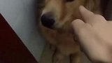金毛：我又没犯错，你打我干啥啊！