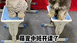 可爱的小狗要准备上课了