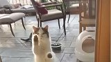 这是一只见过大风大浪的奶牛猫
