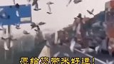 高速路上堵车，为了防止鸽子热死好心司机将其全部放飞