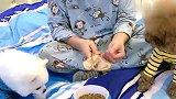 主人故意给泰迪吃肉让嘟嘟吃狗粮，嘟嘟可不是吃素的，直接硬抢