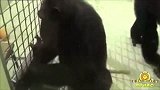这家动物园保洁员要下岗，原因竟是猩猩抢饭碗！
