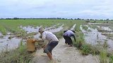 稻田里的水坑要干透了，里面全是鱼，大叔们徒手抓鱼，太爽了