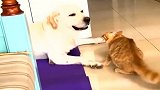 橘猫非要嘚瑟，狗狗都无奈了，不理它都不行