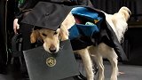 狗子的学历都比你高？狗狗因良好表现获得硕士学位