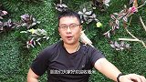 开箱一个蓝色牡丹，还挺乖的，不知道会不会跟小虎皮打架