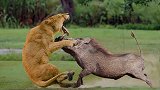 狮子遭受严重攻击，动物世界中精彩的战斗，每天都在上演