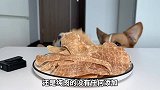 矮子狗沉浸式吃肉干，被香迷糊了