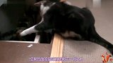 猫咪最坏能坏到什么程度看完这些动作,请原谅我忍不住笑了!