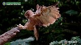 趣味动物系列：猫头鹰转头的秘密