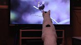 搞笑 猫咪听鸟儿唱歌 可惜听得到吃不到
