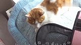 当心爱的猫咪再也看不见猫奴的模样，默契度决定安全感，期待奇迹
