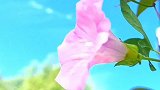 我们这叫搭菀花