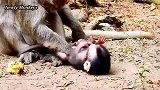 小奶猴在地上翻滚，猴妈忙着吃东西