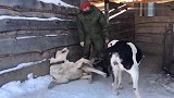 这种是什么牧羊犬看羊非常的尽职，方圆百米没狼敢出现！
