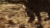 300斤豹子5秒锁喉大羚羊，动作快到看不清，镜头记录全过程
