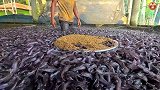 藏在郊区的隐秘角落，孟买鲶鱼养殖场，养活14亿印度人的秘密