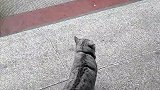 猫：我走近看看你，没别的意思！