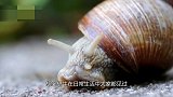 动物与植物的结合体？形似蜗牛可以光合作用生产氧气