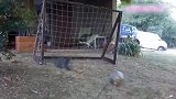 主人踢球，猫咪守门，没想到猫咪竟然守得这么好！