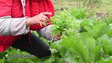 丫丫今天吃野菜“鹅儿草炒鸡蛋”脆嫩爽口，味道还不错，下饭