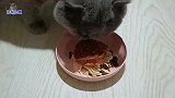 主人给胖公猫弄好吃的，它的反应让主人好尴尬，真是只有性格的猫