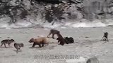 恶狼捕食黑熊幼崽，结果被黑熊妈妈重创，悲剧了！