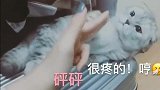 猫咪：你这个相亲对象本喵不满意，打你！